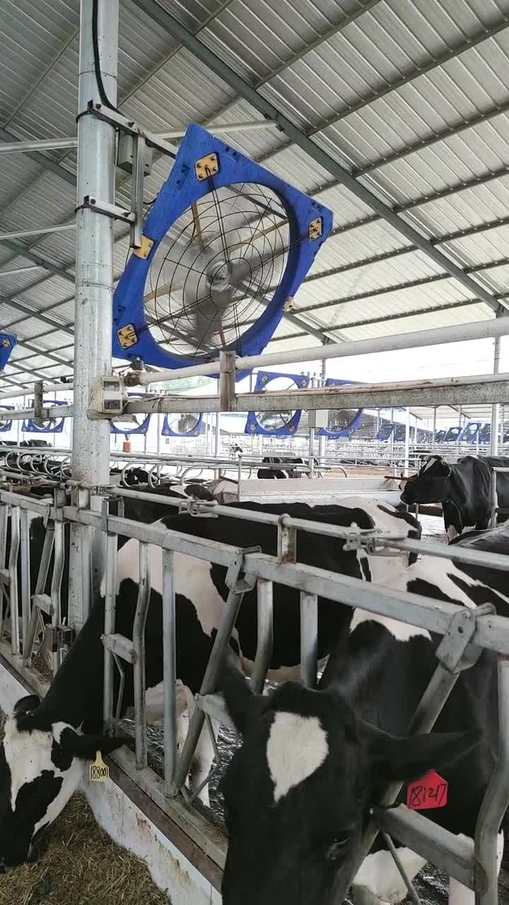 云南奶牛场